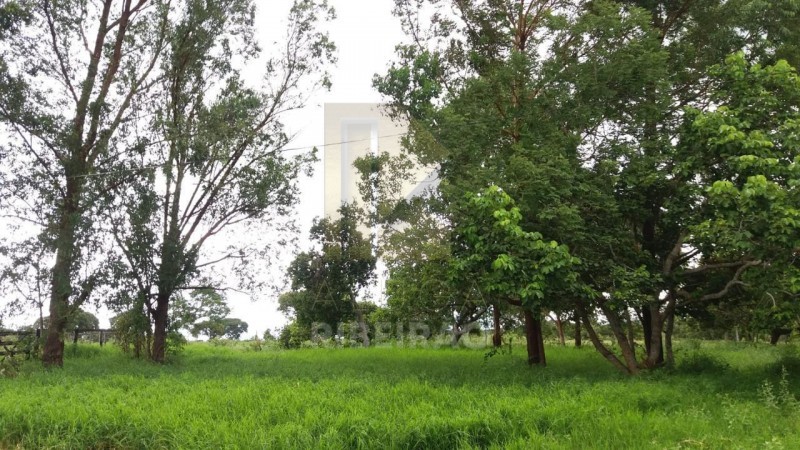 Imobiliária Ribeirão Preto - Aluga Ribeirão - Sítio - Centro - Santa Fé de Minas