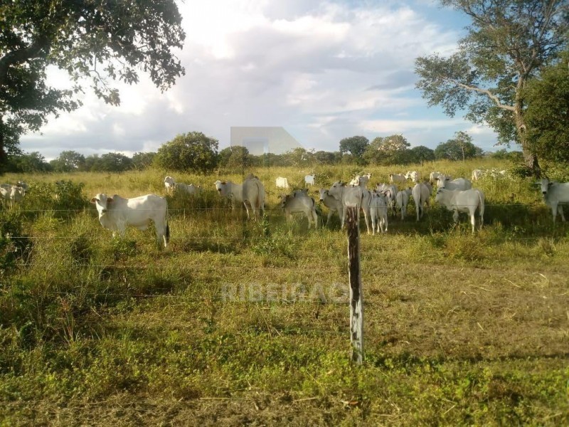 Imobiliária Ribeirão Preto - Aluga Ribeirão - Sítio - Centro - Santa Fé de Minas