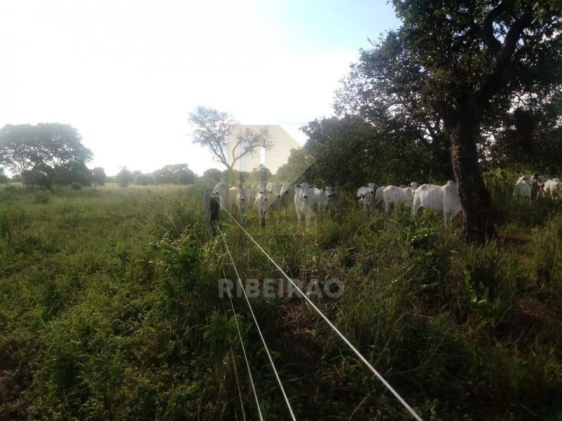 Imobiliária Ribeirão Preto - Aluga Ribeirão - Sítio - Centro - Santa Fé de Minas