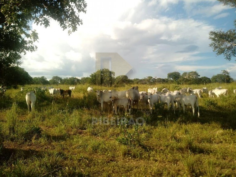 Imobiliária Ribeirão Preto - Aluga Ribeirão - Sítio - Centro - Santa Fé de Minas