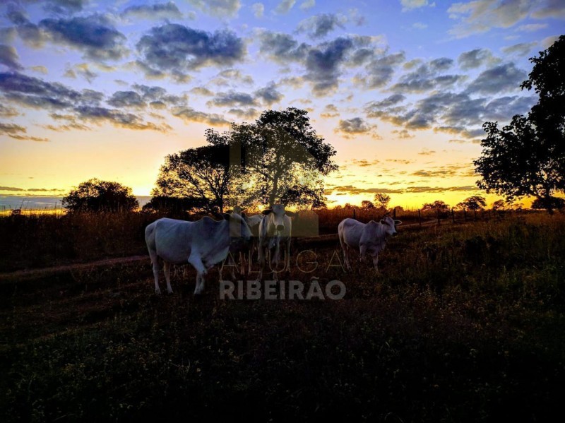 Imobiliária Ribeirão Preto - Aluga Ribeirão - Sítio - Centro - Santa Fé de Minas