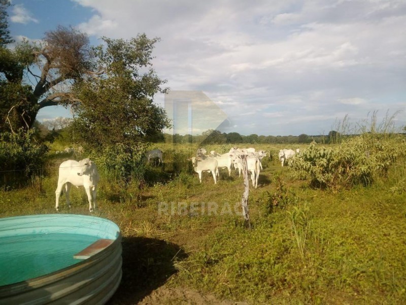 Imobiliária Ribeirão Preto - Aluga Ribeirão - Sítio - Centro - Santa Fé de Minas