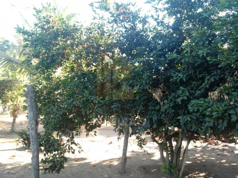 Imobiliária Ribeirão Preto - Aluga Ribeirão - Sítio - Centro - Santa Fé de Minas