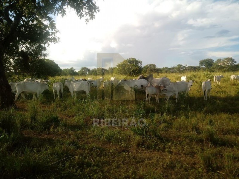 Imobiliária Ribeirão Preto - Aluga Ribeirão - Sítio - Centro - Santa Fé de Minas